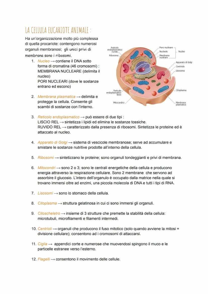 LE CELLULE
Tutti gli esseri viventi sono costituiti da una o più cellule. La loro forma è legata alla funzione
che si svolgono.
Robert Hooke