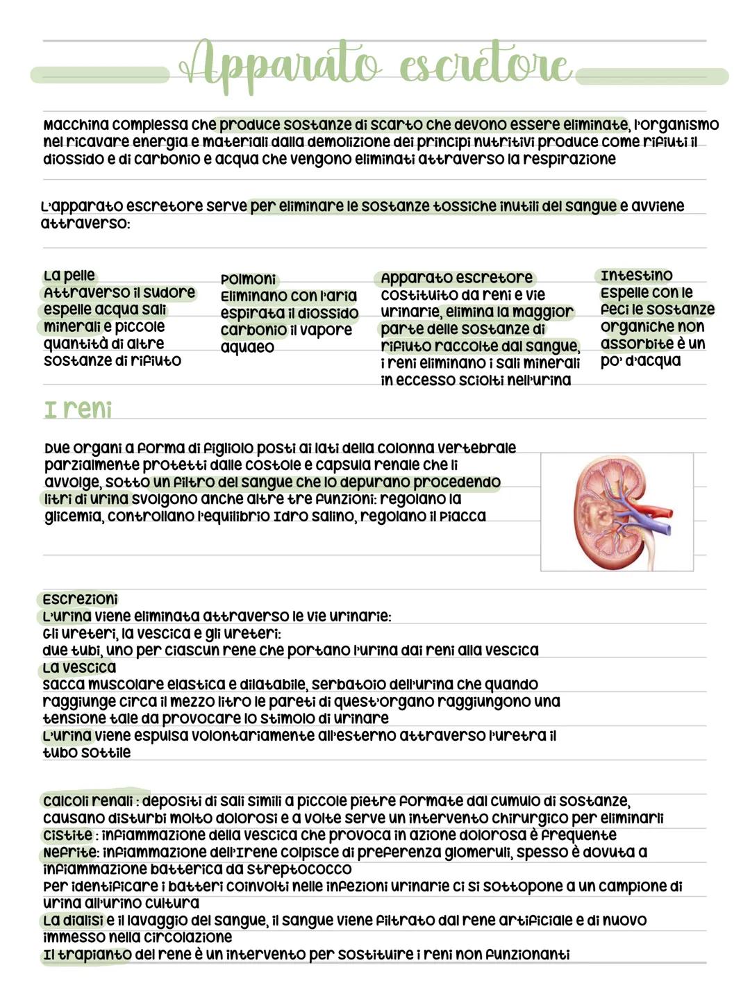 Corpo umano
Il corpo umano si divide in 3 regioni principali
Il capo è costituito dal cranio e dalla
faccia ed è collegato al tronco
mediant
