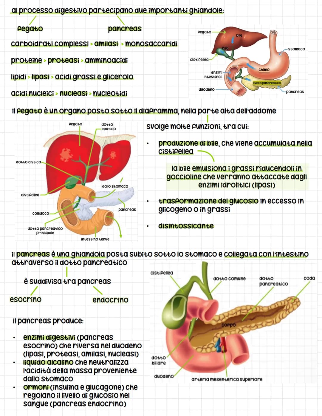 IL SISTEMA DIGERENTE
tutti gli esseri umani si nutrono di altri esseri viventi per soddisfare tre esigenze
Fondamentali:
1. Ottenere energia