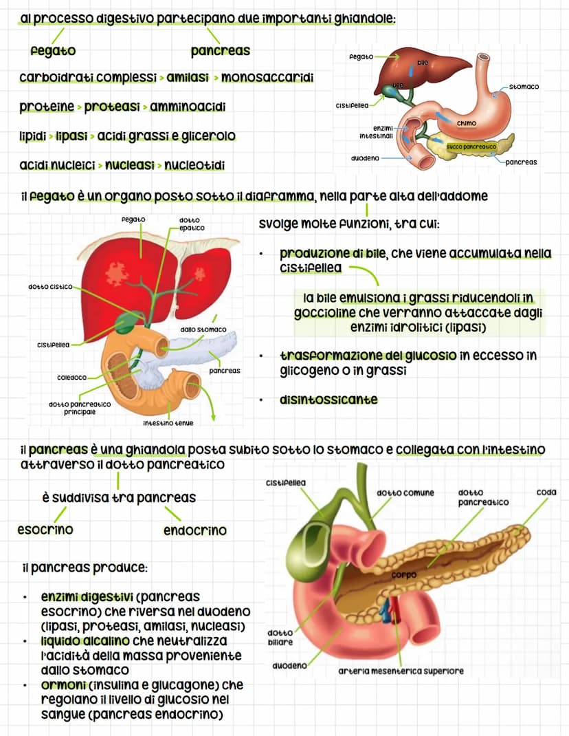 IL SISTEMA DIGERENTE
tutti gli esseri umani si nutrono di altri esseri viventi per soddisfare tre esigenze
Fondamentali:
1. Ottenere energia