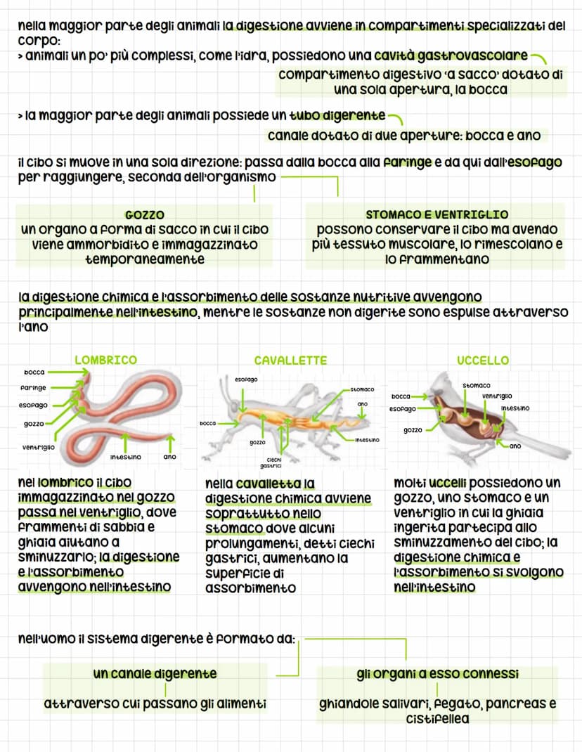 IL SISTEMA DIGERENTE
tutti gli esseri umani si nutrono di altri esseri viventi per soddisfare tre esigenze
Fondamentali:
1. Ottenere energia