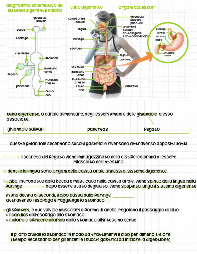 IL SISTEMA DIGERENTE
tutti gli esseri umani si nutrono di altri esseri viventi per soddisfare tre esigenze
Fondamentali:
1. Ottenere energia