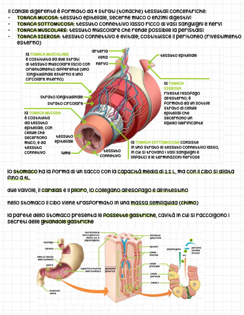 IL SISTEMA DIGERENTE
tutti gli esseri umani si nutrono di altri esseri viventi per soddisfare tre esigenze
Fondamentali:
1. Ottenere energia
