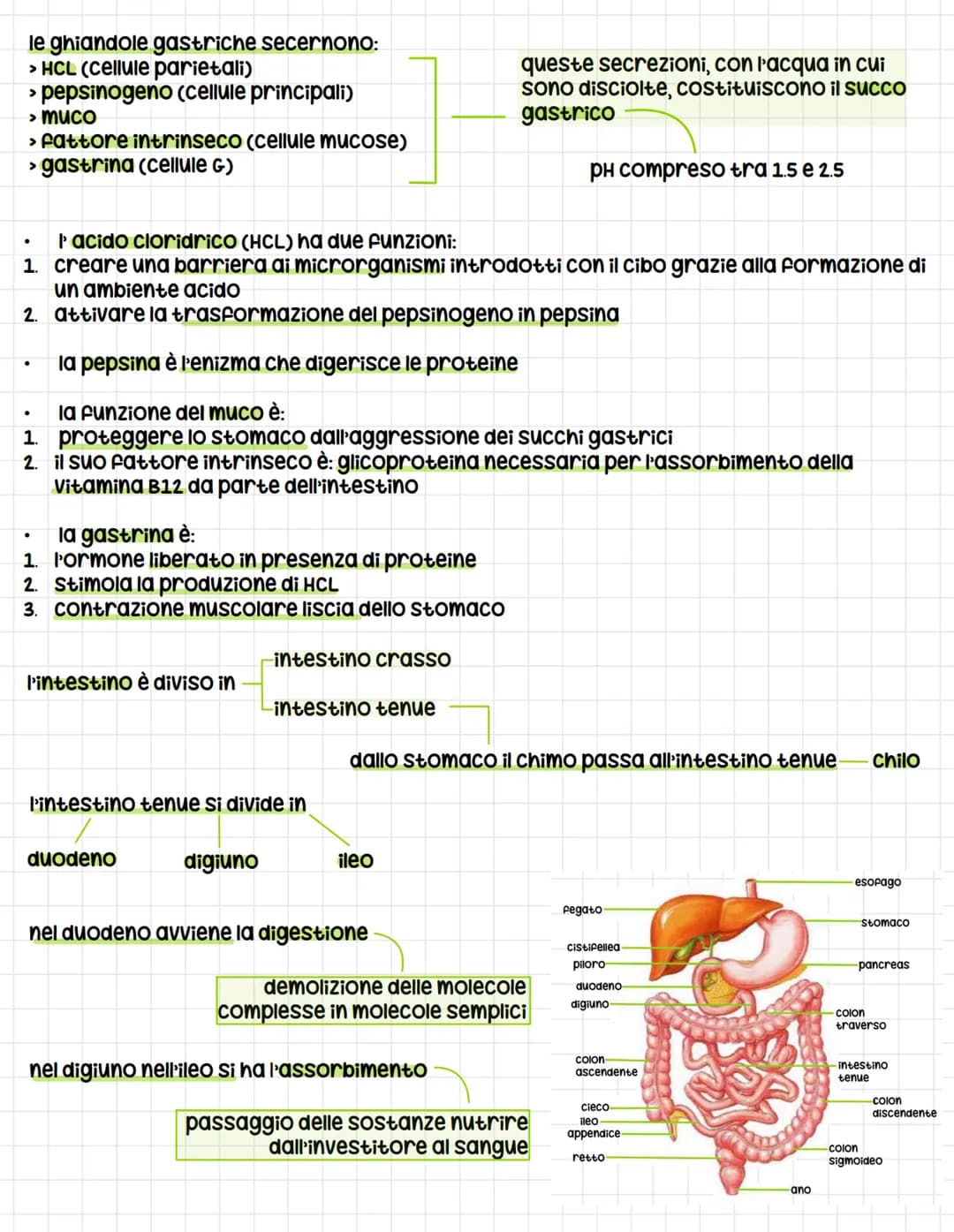 IL SISTEMA DIGERENTE
tutti gli esseri umani si nutrono di altri esseri viventi per soddisfare tre esigenze
Fondamentali:
1. Ottenere energia