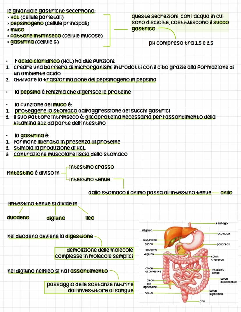 IL SISTEMA DIGERENTE
tutti gli esseri umani si nutrono di altri esseri viventi per soddisfare tre esigenze
Fondamentali:
1. Ottenere energia