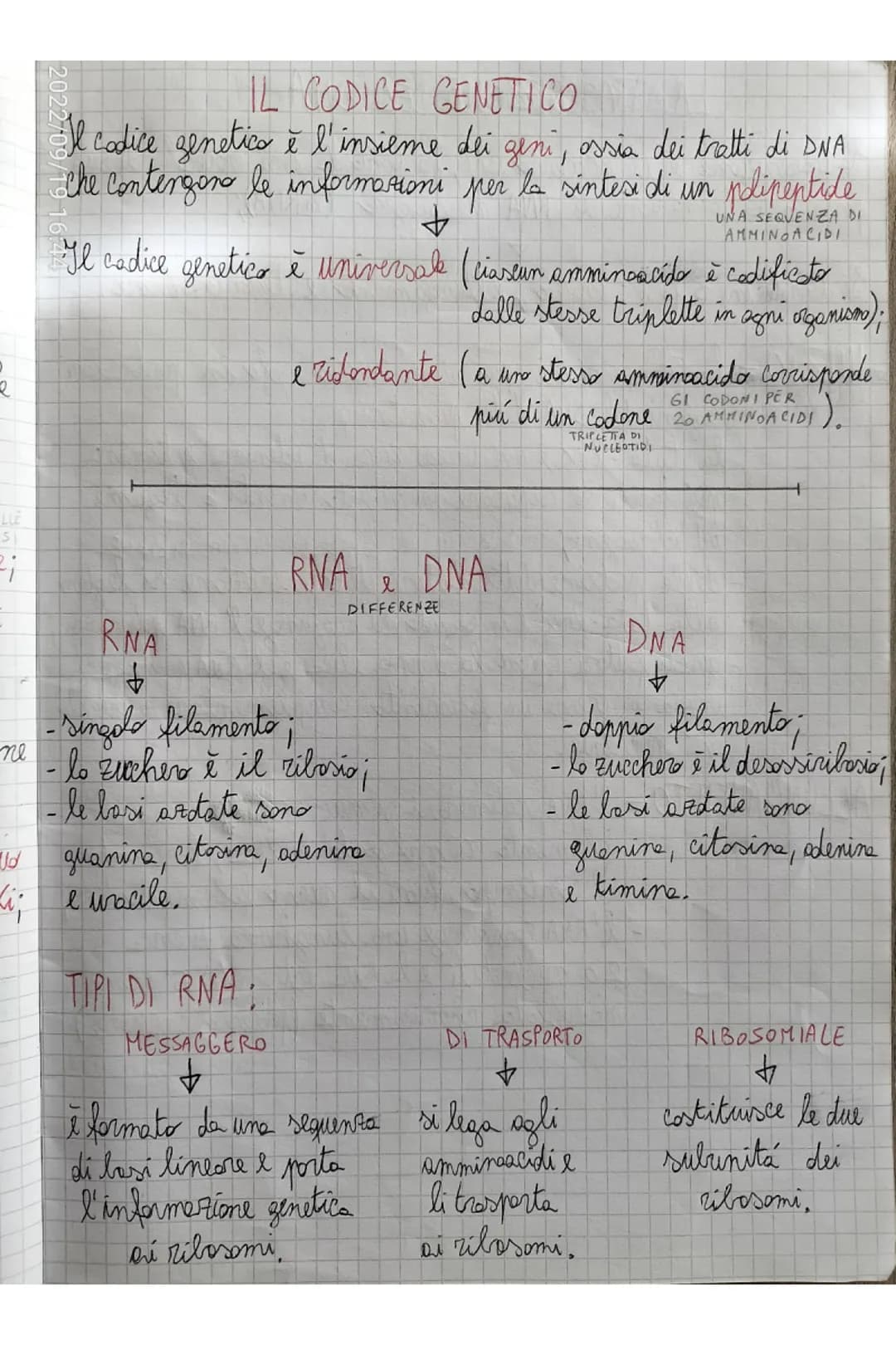 TERMINAZIONE = quando l'RNA plimerasi incontra delle sequente
di lasi dette sequenze d'arresto si stacca e
il nuoro filaments di RNA viene r