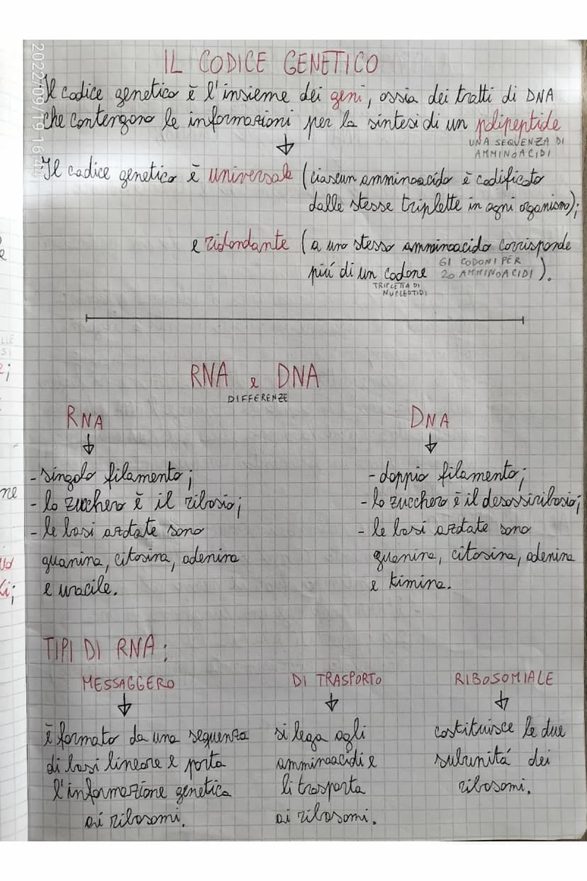 TERMINAZIONE = quando l'RNA plimerasi incontra delle sequente
di lasi dette sequenze d'arresto si stacca e
il nuoro filaments di RNA viene r