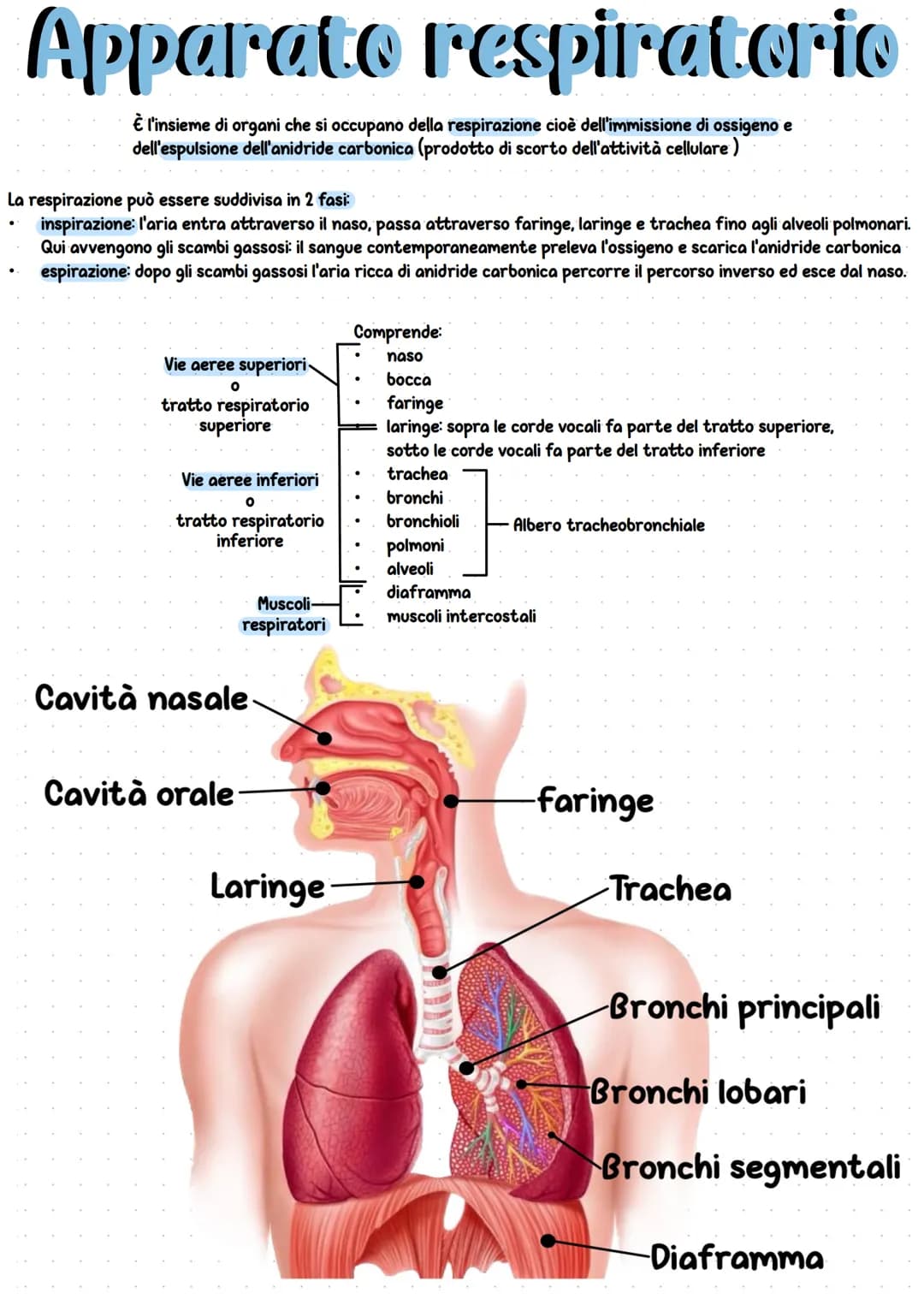 Apparato respiratorio
È l'insieme di organi che si occupano della respirazione cioè dell'immissione di ossigeno e
dell'espulsione dell'anidr