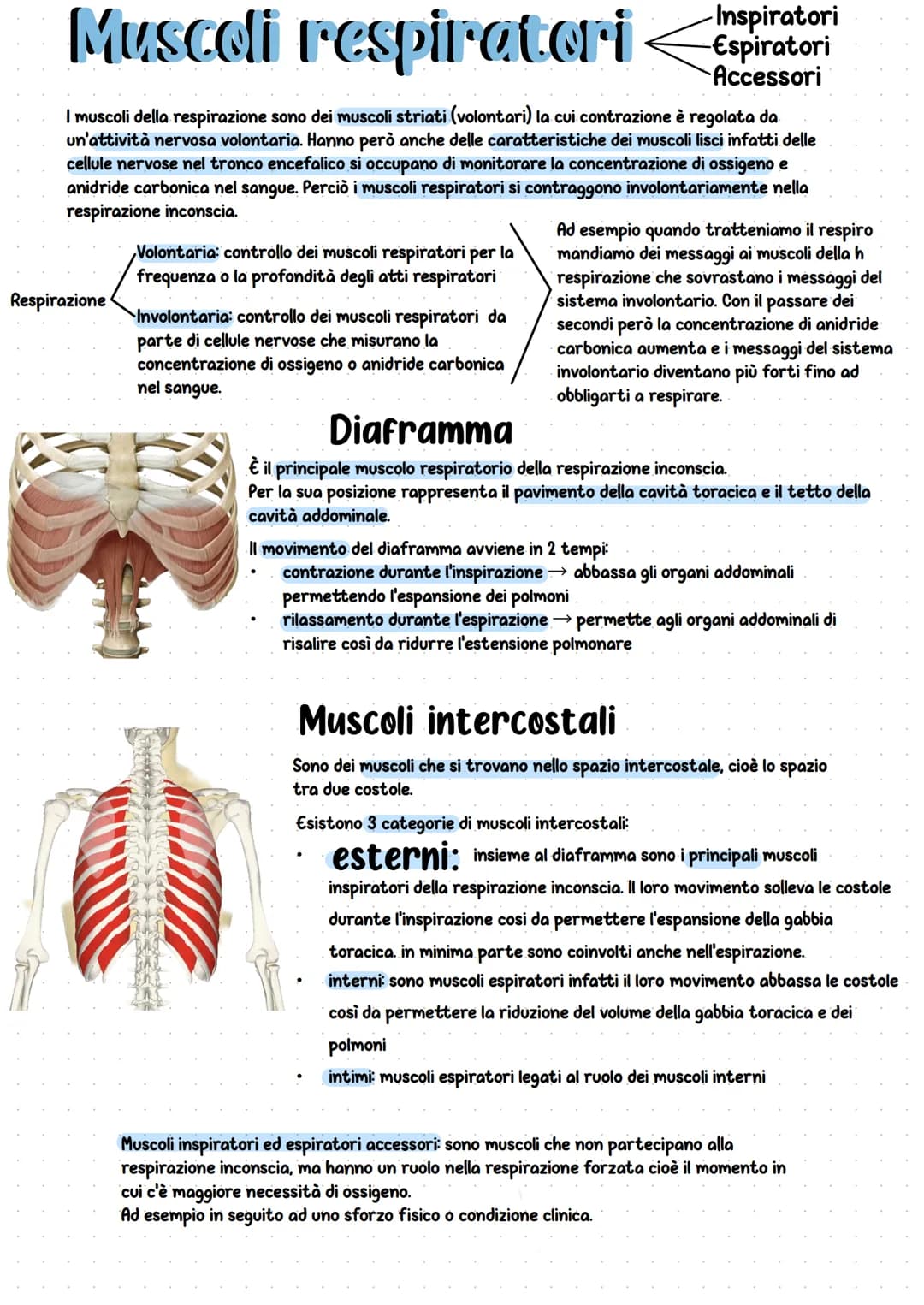 Apparato respiratorio
È l'insieme di organi che si occupano della respirazione cioè dell'immissione di ossigeno e
dell'espulsione dell'anidr