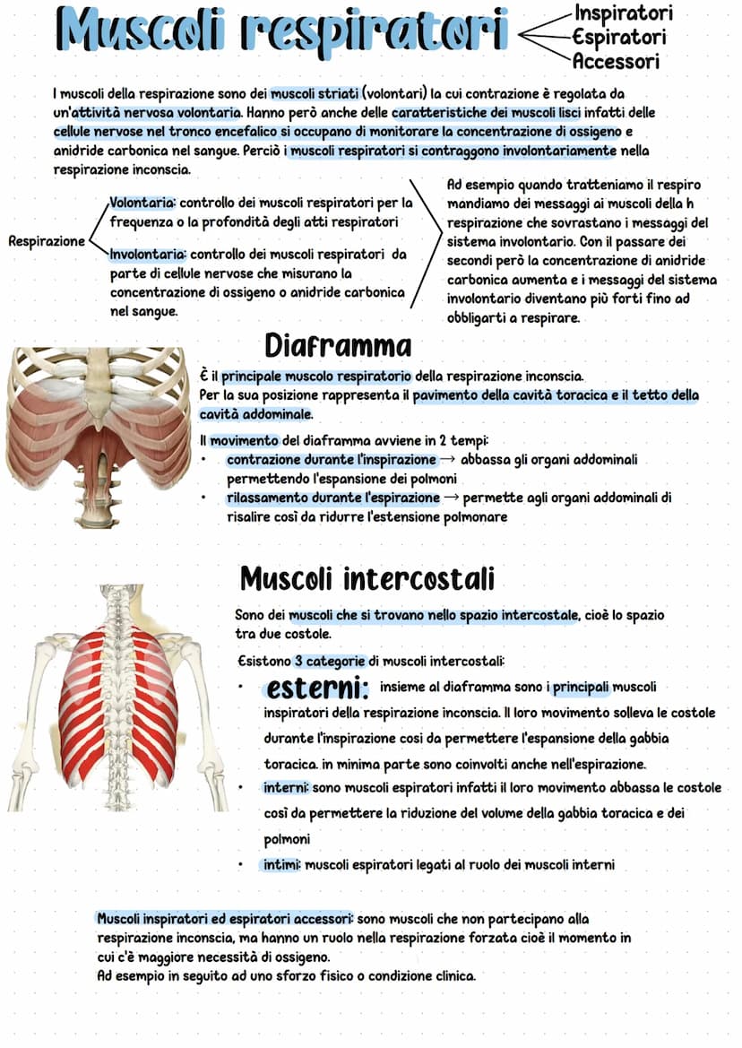 Apparato respiratorio
È l'insieme di organi che si occupano della respirazione cioè dell'immissione di ossigeno e
dell'espulsione dell'anidr