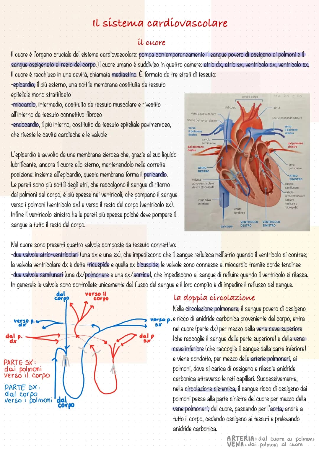 Sistema Cardiovascolare