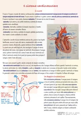 Know Sistema Cardiovascolare thumbnail
