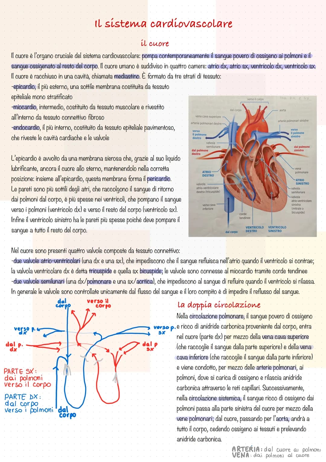 il cuore
Il cuore è l'organo cruciale del sistema cardiovascolare: pompa contemporaneamente il sangue povero di ossigeno ai polmoni e il
san