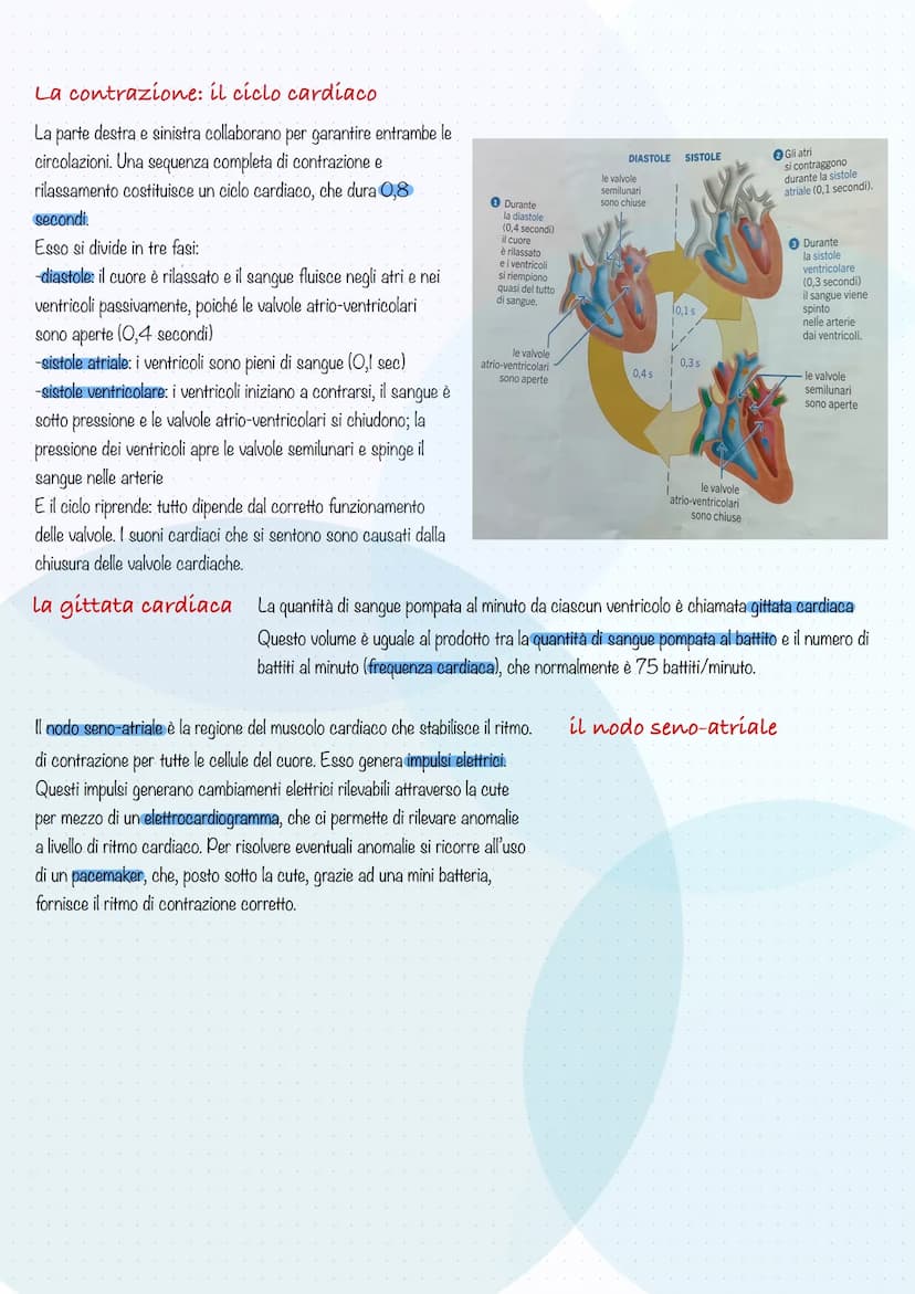 il cuore
Il cuore è l'organo cruciale del sistema cardiovascolare: pompa contemporaneamente il sangue povero di ossigeno ai polmoni e il
san