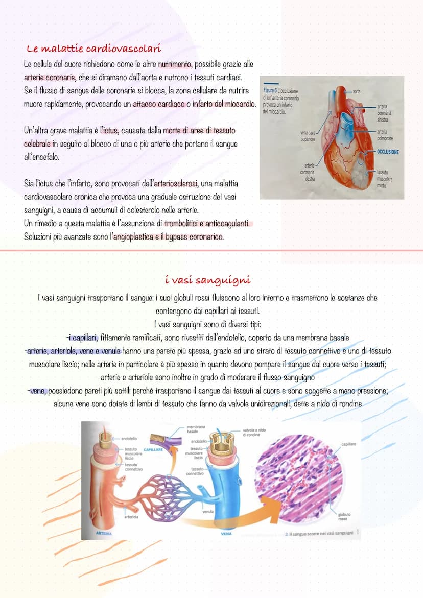 il cuore
Il cuore è l'organo cruciale del sistema cardiovascolare: pompa contemporaneamente il sangue povero di ossigeno ai polmoni e il
san