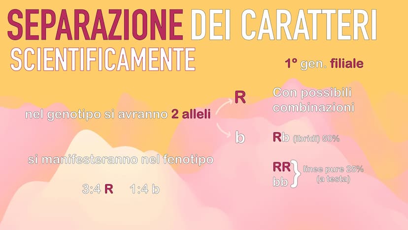 GENETICA
MENDEL MENDEL
tutte le sue scoperte
iniziano dall'osservanza
delle piante di pisello
padre della GENETICA
O
ereditarietà
presentava