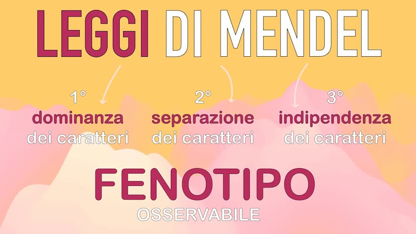 GENETICA
MENDEL MENDEL
tutte le sue scoperte
iniziano dall'osservanza
delle piante di pisello
padre della GENETICA
O
ereditarietà
presentava