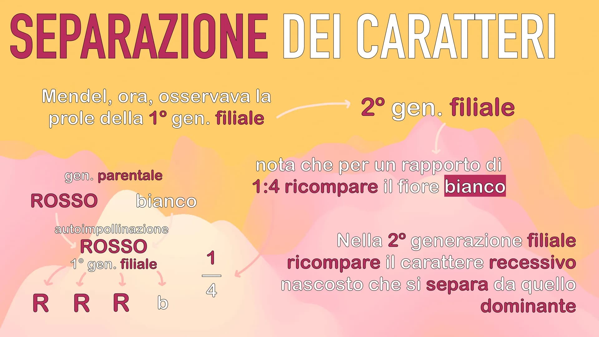 GENETICA
MENDEL MENDEL
tutte le sue scoperte
iniziano dall'osservanza
delle piante di pisello
padre della GENETICA
O
ereditarietà
presentava