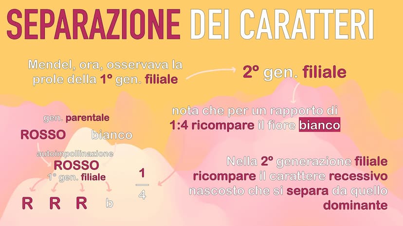 GENETICA
MENDEL MENDEL
tutte le sue scoperte
iniziano dall'osservanza
delle piante di pisello
padre della GENETICA
O
ereditarietà
presentava