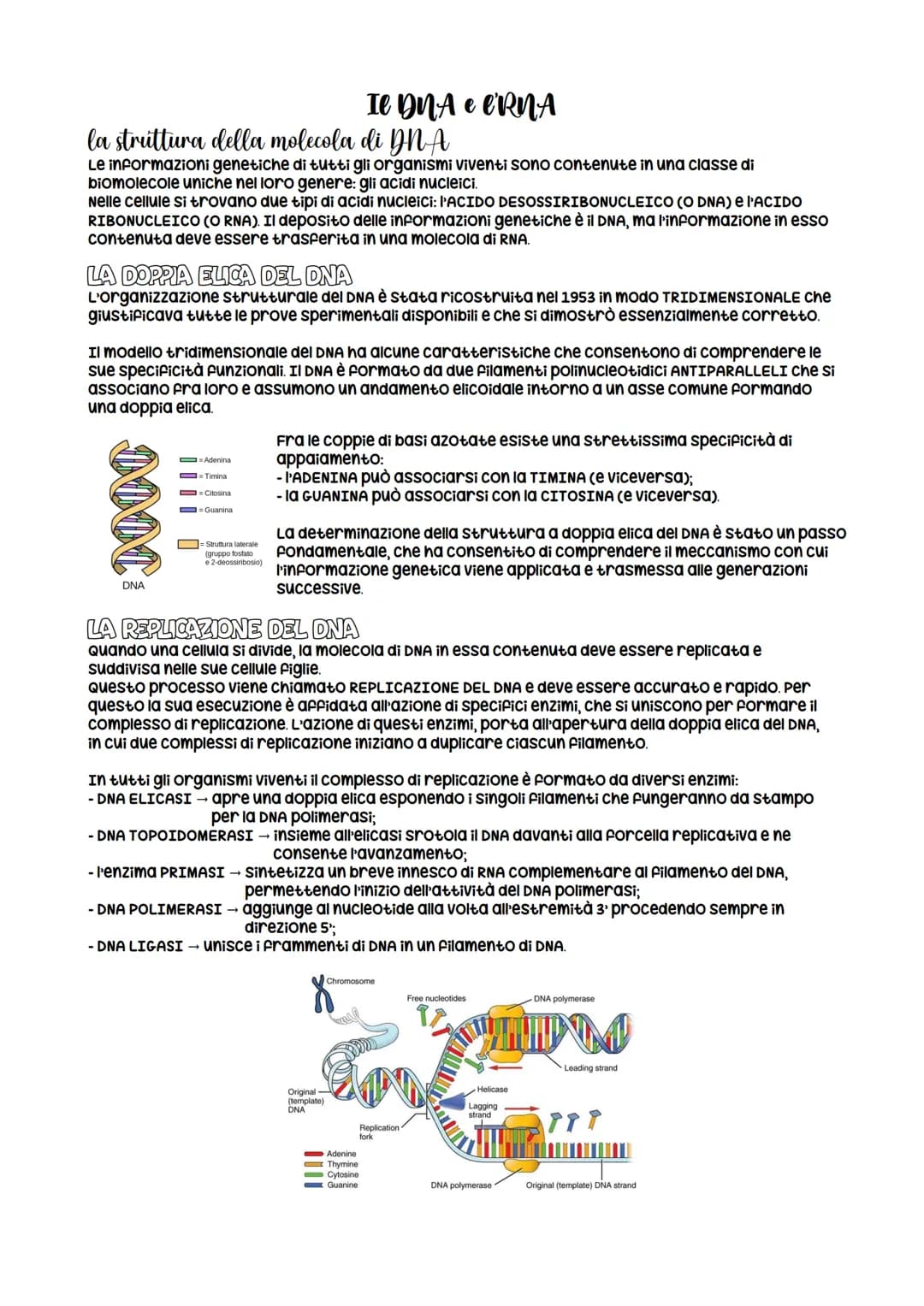 la struttura della molecola di DNA
Le informazioni genetiche di tutti gli organismi viventi sono contenute in una classe di
biomolecole unic