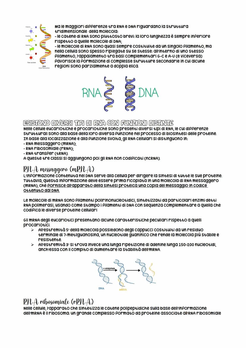 la struttura della molecola di DNA
Le informazioni genetiche di tutti gli organismi viventi sono contenute in una classe di
biomolecole unic