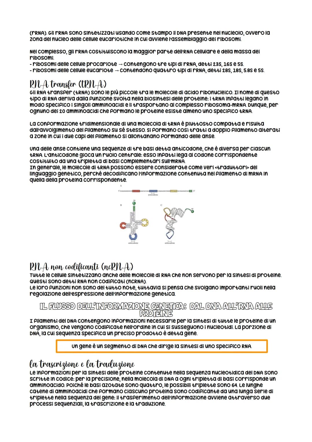 la struttura della molecola di DNA
Le informazioni genetiche di tutti gli organismi viventi sono contenute in una classe di
biomolecole unic