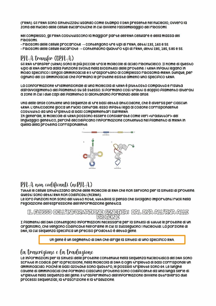 la struttura della molecola di DNA
Le informazioni genetiche di tutti gli organismi viventi sono contenute in una classe di
biomolecole unic