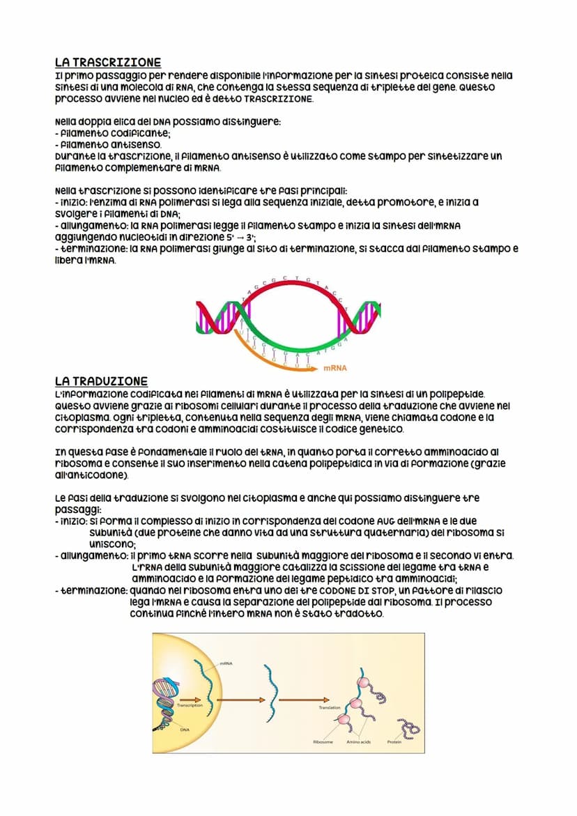 la struttura della molecola di DNA
Le informazioni genetiche di tutti gli organismi viventi sono contenute in una classe di
biomolecole unic