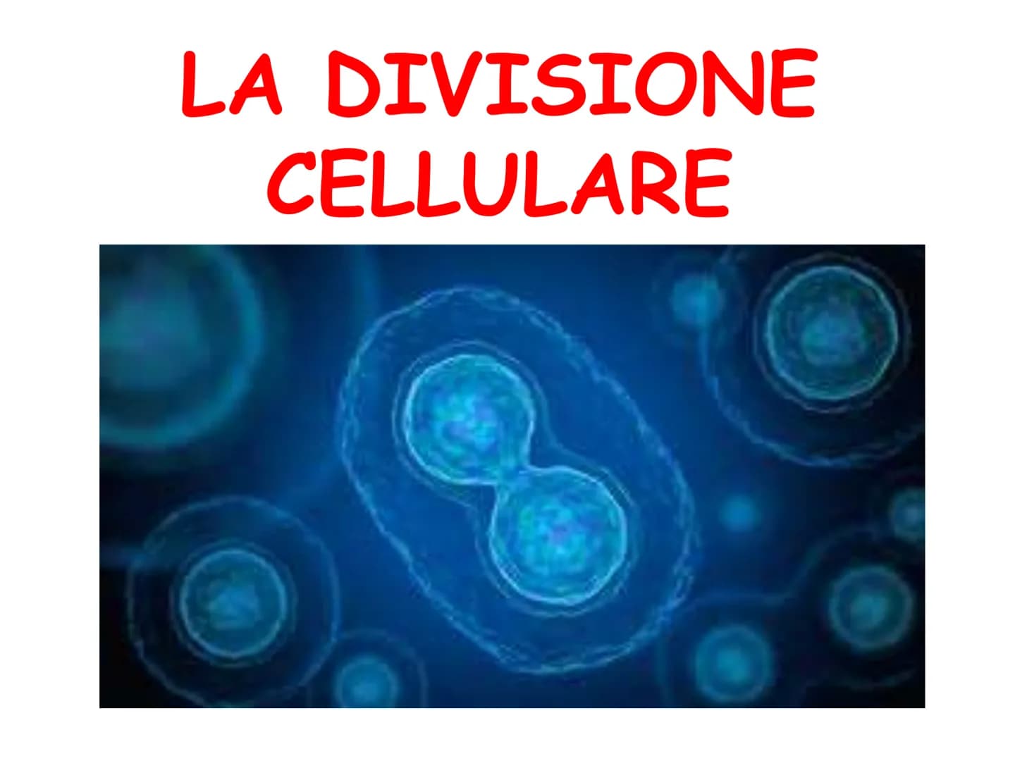 LA DIVISIONE
CELLULARE - Una delle proprietà delle cellule e degli organismi è la
capacità di riprodursi autonomamente.
—
Il processo grazie