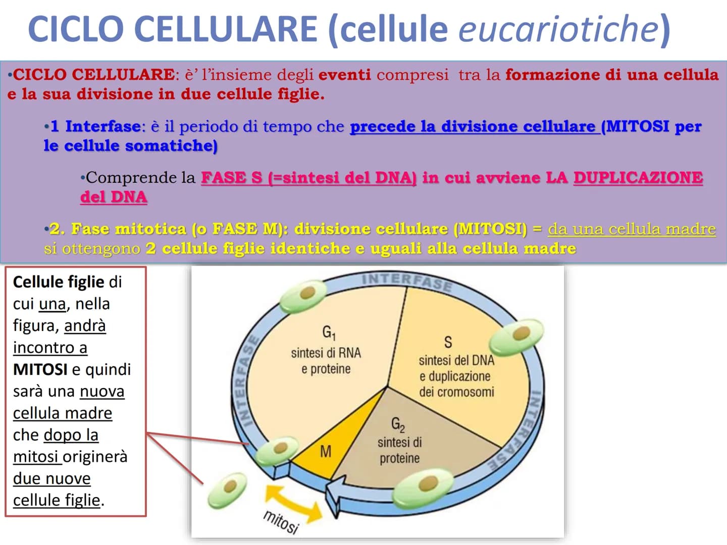 LA DIVISIONE
CELLULARE - Una delle proprietà delle cellule e degli organismi è la
capacità di riprodursi autonomamente.
—
Il processo grazie