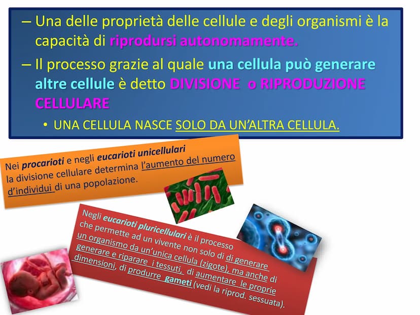 LA DIVISIONE
CELLULARE - Una delle proprietà delle cellule e degli organismi è la
capacità di riprodursi autonomamente.
—
Il processo grazie