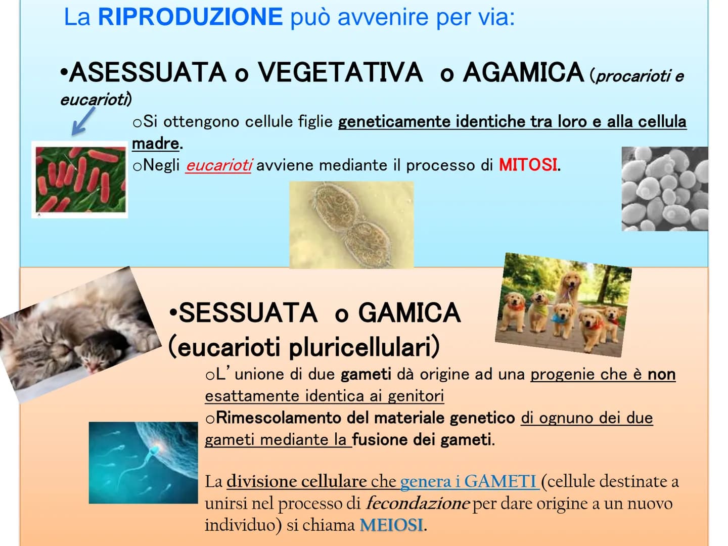LA DIVISIONE
CELLULARE - Una delle proprietà delle cellule e degli organismi è la
capacità di riprodursi autonomamente.
—
Il processo grazie