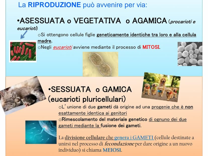 LA DIVISIONE
CELLULARE - Una delle proprietà delle cellule e degli organismi è la
capacità di riprodursi autonomamente.
—
Il processo grazie