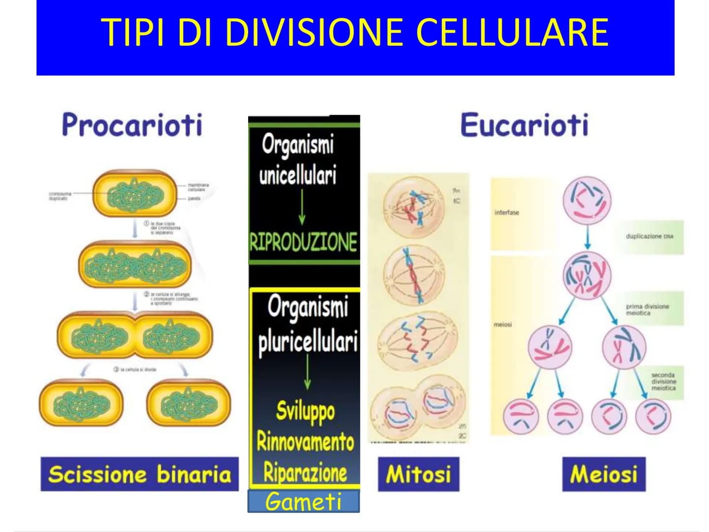 LA DIVISIONE
CELLULARE - Una delle proprietà delle cellule e degli organismi è la
capacità di riprodursi autonomamente.
—
Il processo grazie