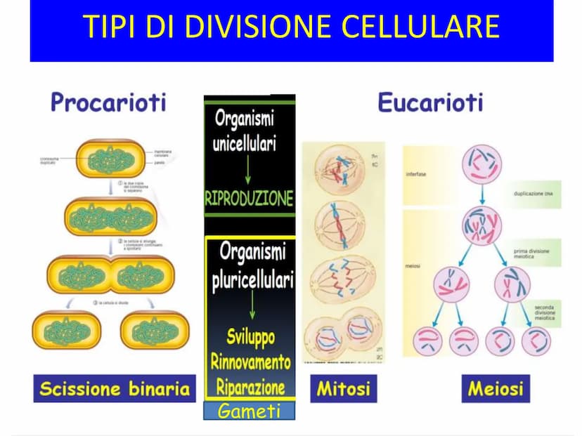 LA DIVISIONE
CELLULARE - Una delle proprietà delle cellule e degli organismi è la
capacità di riprodursi autonomamente.
—
Il processo grazie