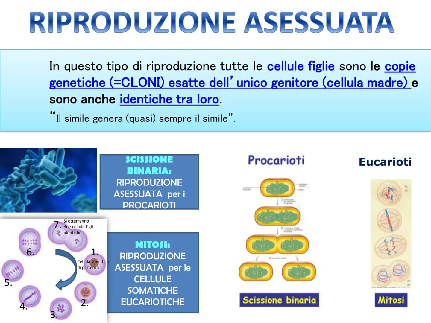LA DIVISIONE
CELLULARE - Una delle proprietà delle cellule e degli organismi è la
capacità di riprodursi autonomamente.
—
Il processo grazie