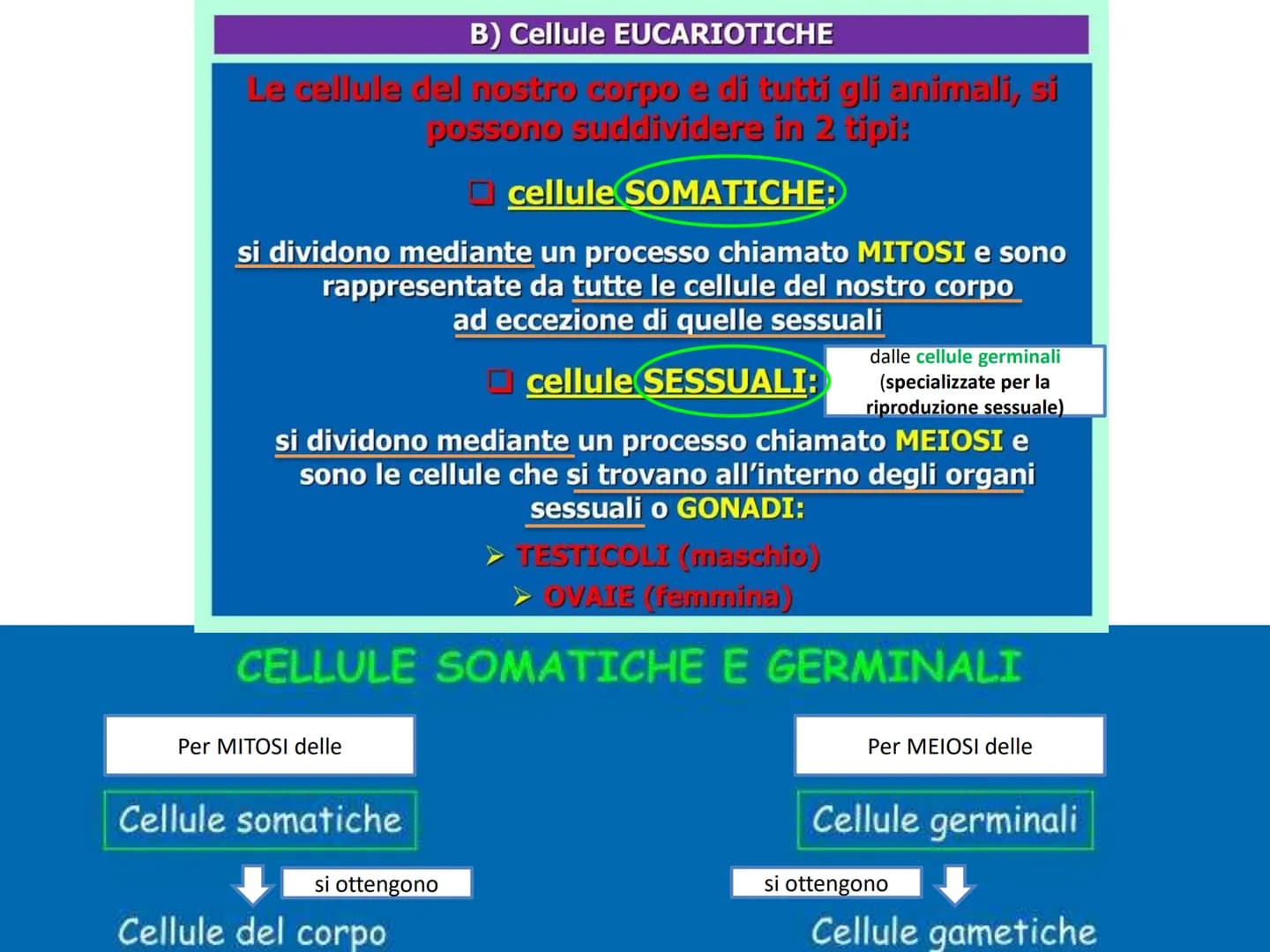 LA DIVISIONE
CELLULARE - Una delle proprietà delle cellule e degli organismi è la
capacità di riprodursi autonomamente.
—
Il processo grazie
