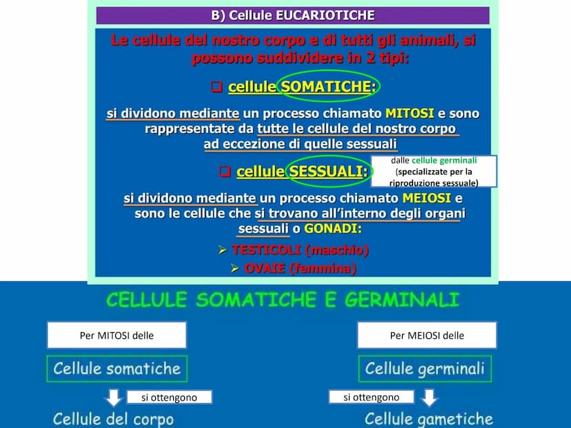 LA DIVISIONE
CELLULARE - Una delle proprietà delle cellule e degli organismi è la
capacità di riprodursi autonomamente.
—
Il processo grazie