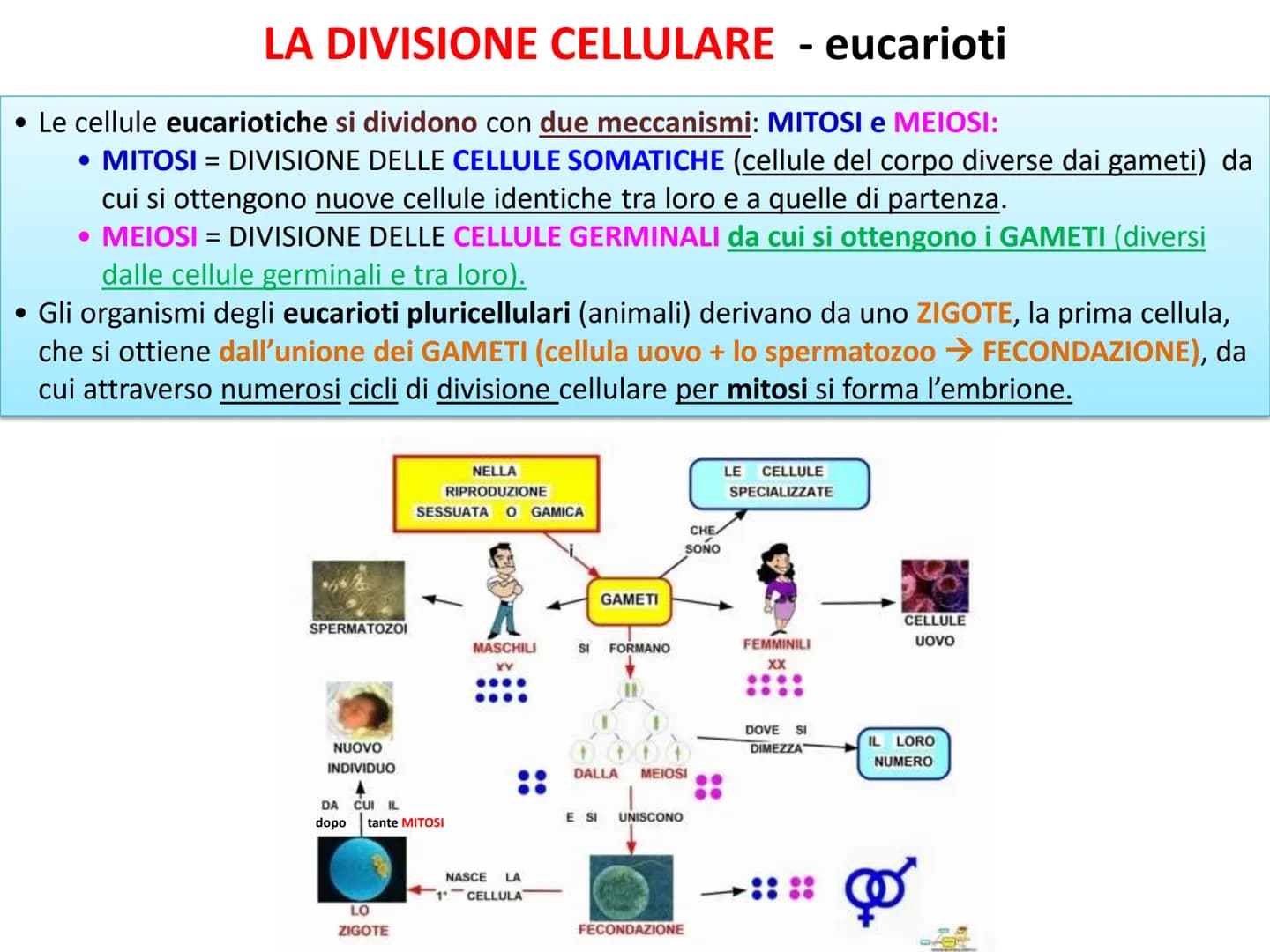 LA DIVISIONE
CELLULARE - Una delle proprietà delle cellule e degli organismi è la
capacità di riprodursi autonomamente.
—
Il processo grazie