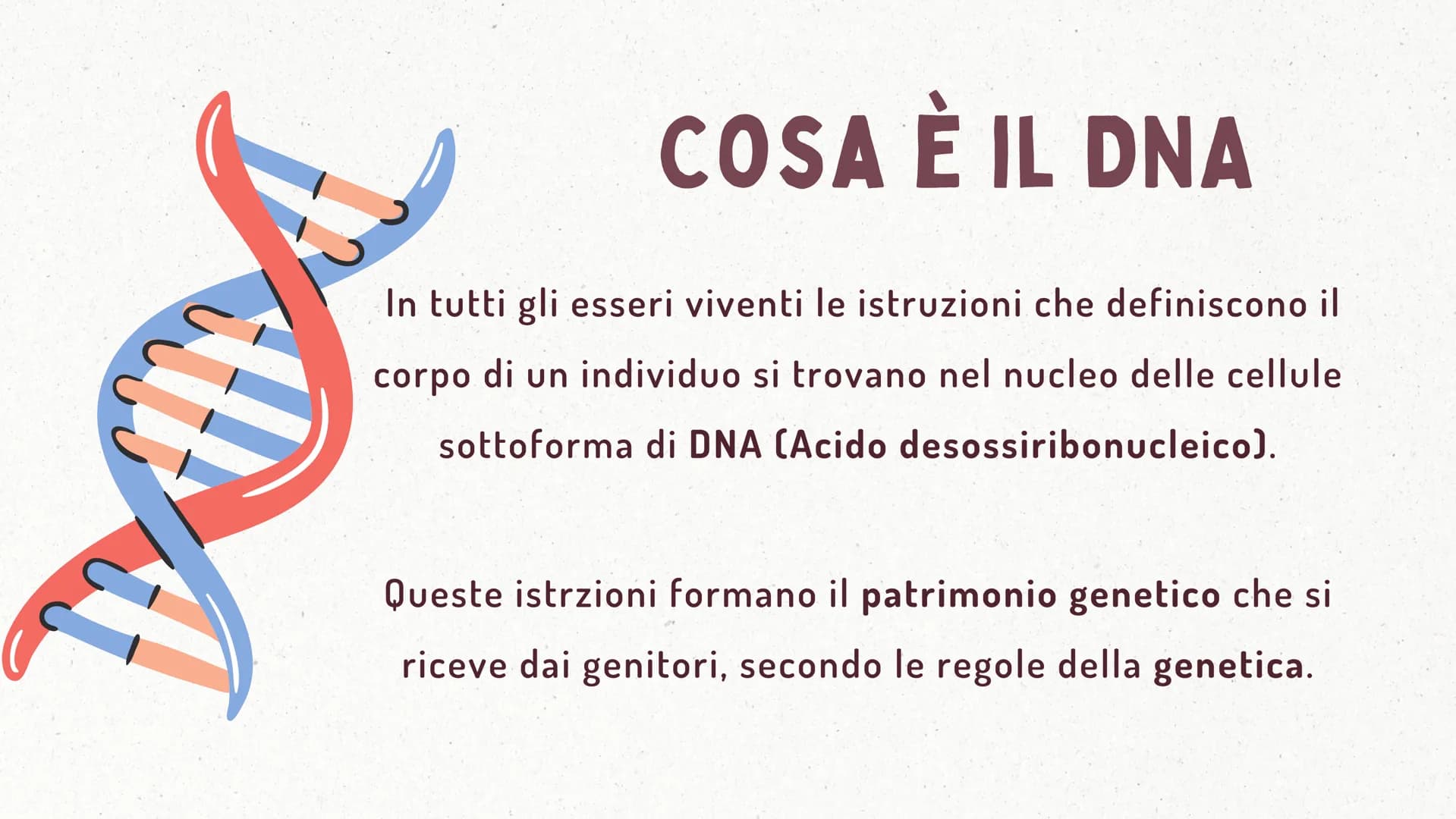IL DNA COSA È IL DNA
In tutti gli esseri viventi le istruzioni che definiscono il
corpo di un individuo si trovano nel nucleo delle cellule
