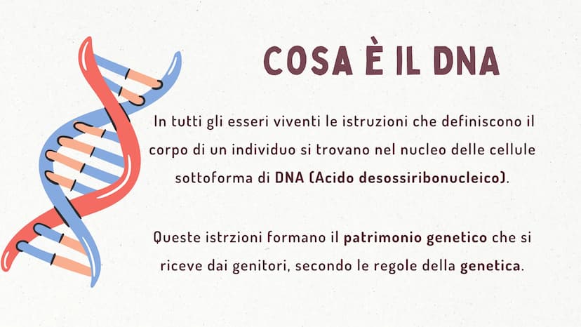 IL DNA COSA È IL DNA
In tutti gli esseri viventi le istruzioni che definiscono il
corpo di un individuo si trovano nel nucleo delle cellule
