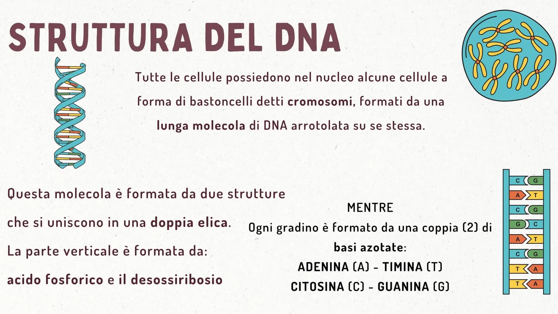 IL DNA COSA È IL DNA
In tutti gli esseri viventi le istruzioni che definiscono il
corpo di un individuo si trovano nel nucleo delle cellule
