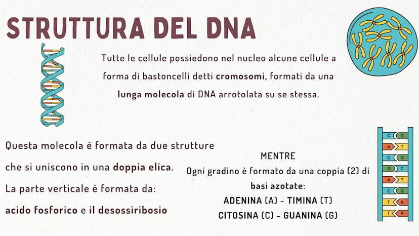 IL DNA COSA È IL DNA
In tutti gli esseri viventi le istruzioni che definiscono il
corpo di un individuo si trovano nel nucleo delle cellule
