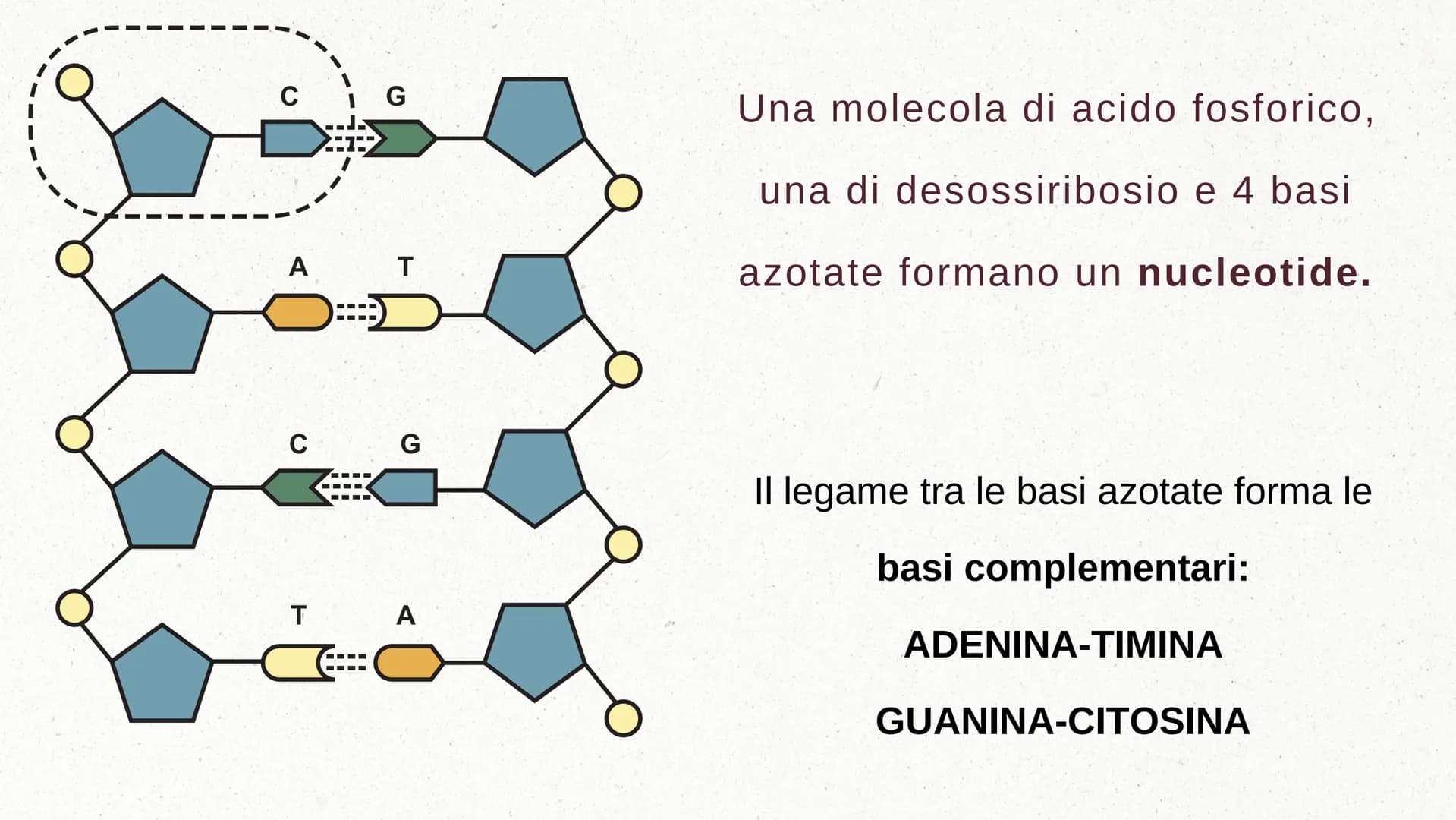 IL DNA COSA È IL DNA
In tutti gli esseri viventi le istruzioni che definiscono il
corpo di un individuo si trovano nel nucleo delle cellule
