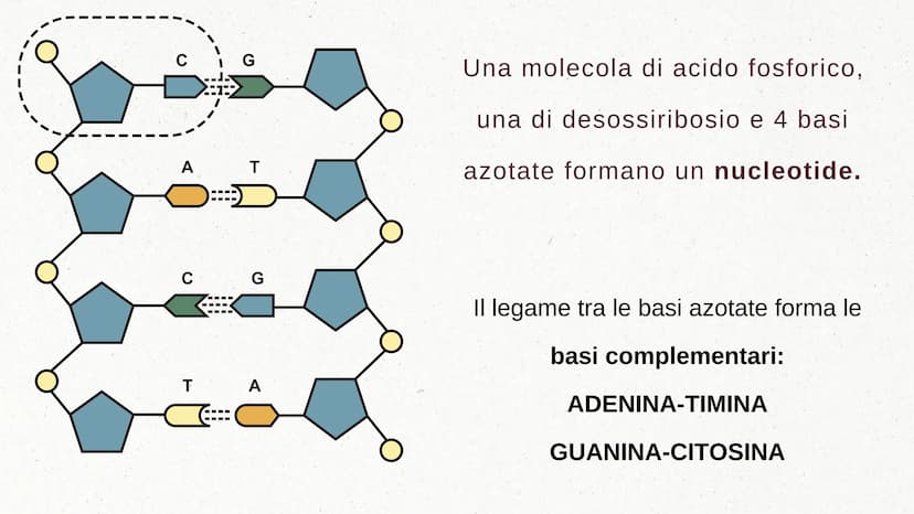 IL DNA COSA È IL DNA
In tutti gli esseri viventi le istruzioni che definiscono il
corpo di un individuo si trovano nel nucleo delle cellule
