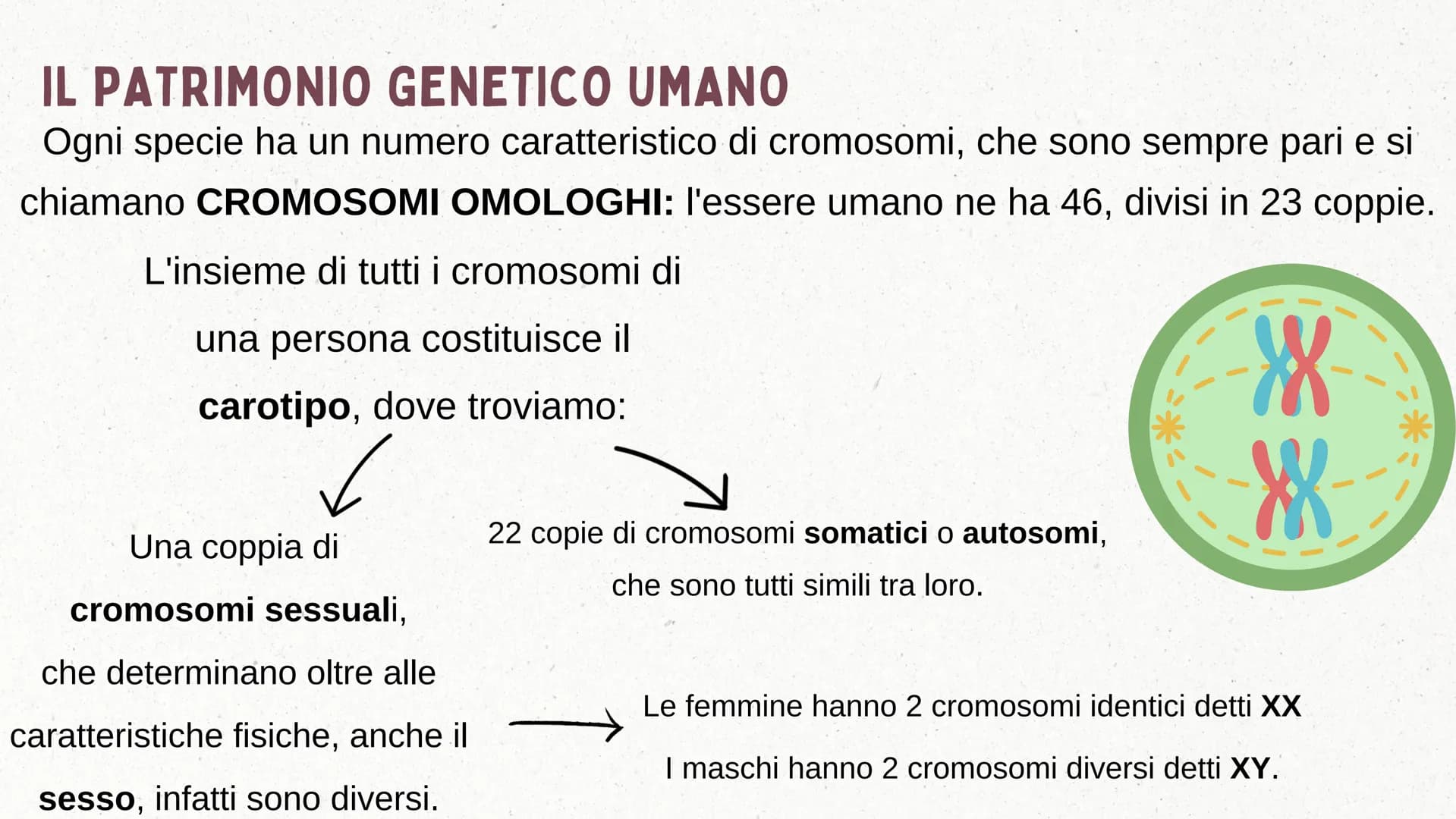 IL DNA COSA È IL DNA
In tutti gli esseri viventi le istruzioni che definiscono il
corpo di un individuo si trovano nel nucleo delle cellule
