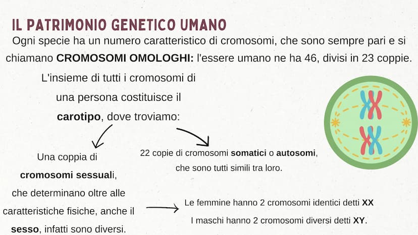 IL DNA COSA È IL DNA
In tutti gli esseri viventi le istruzioni che definiscono il
corpo di un individuo si trovano nel nucleo delle cellule
