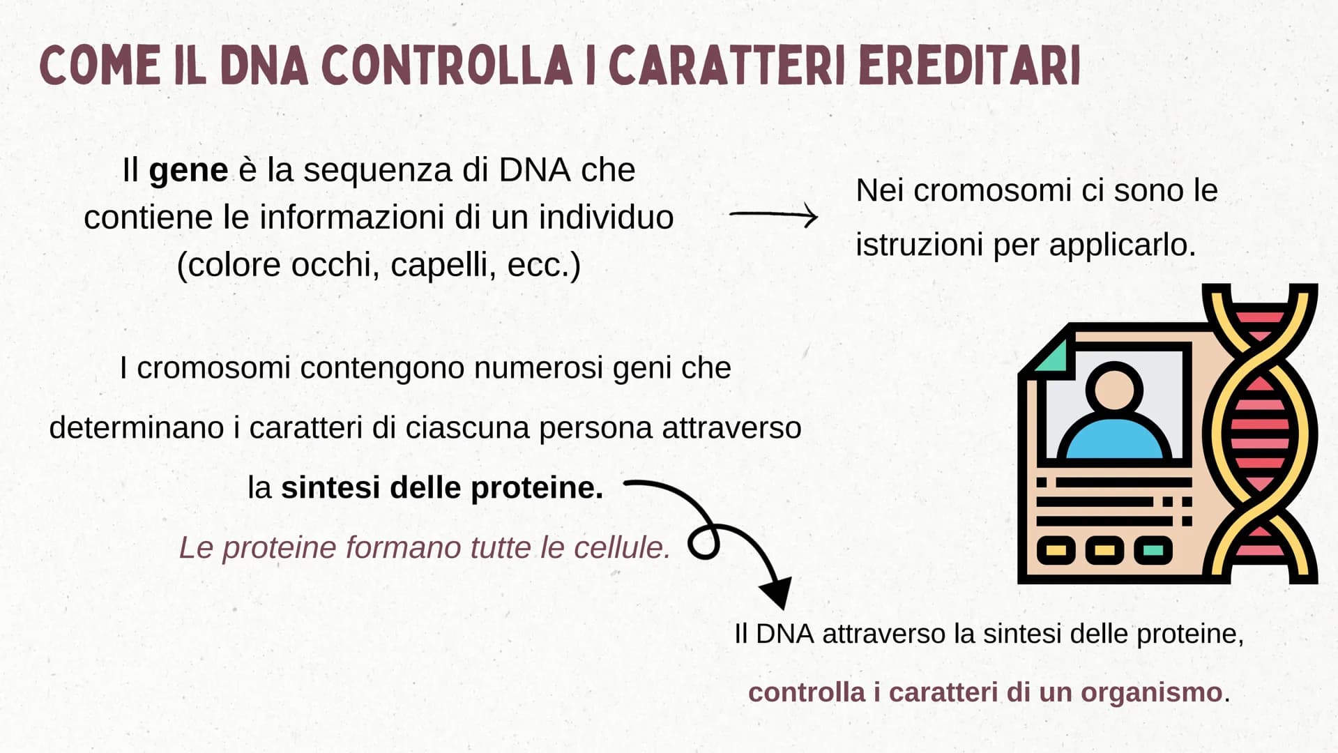 IL DNA COSA È IL DNA
In tutti gli esseri viventi le istruzioni che definiscono il
corpo di un individuo si trovano nel nucleo delle cellule
