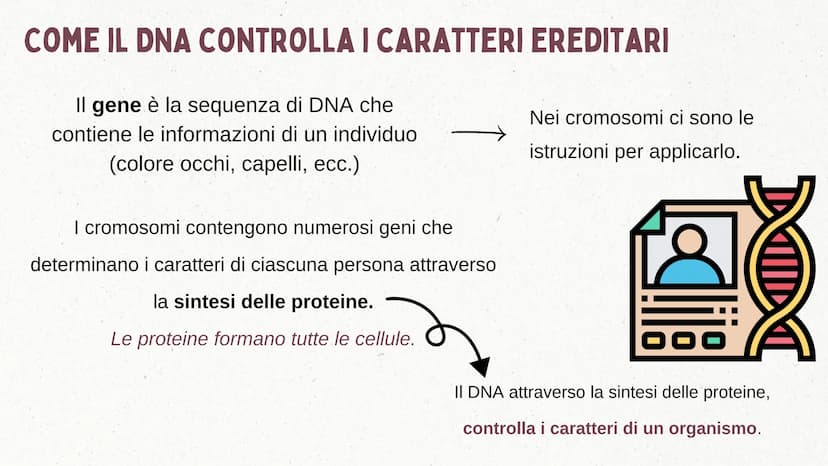 IL DNA COSA È IL DNA
In tutti gli esseri viventi le istruzioni che definiscono il
corpo di un individuo si trovano nel nucleo delle cellule
