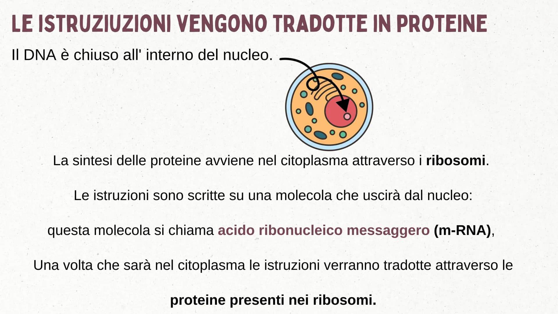 IL DNA COSA È IL DNA
In tutti gli esseri viventi le istruzioni che definiscono il
corpo di un individuo si trovano nel nucleo delle cellule
